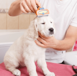 Dog Grooming in Southampton - Barks 'n Bubbles