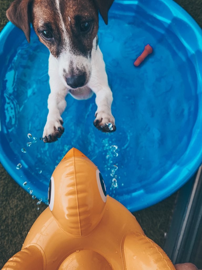 Dog washing 101