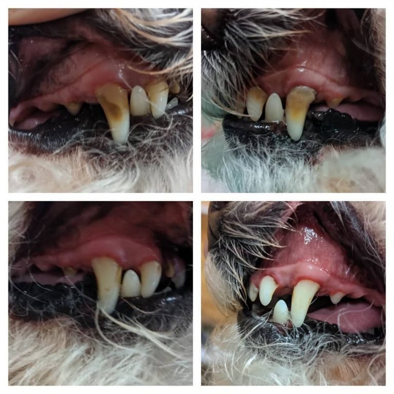 Teeth Cleaning - Dog Grooming Southampton | Barks 'n Bubbles